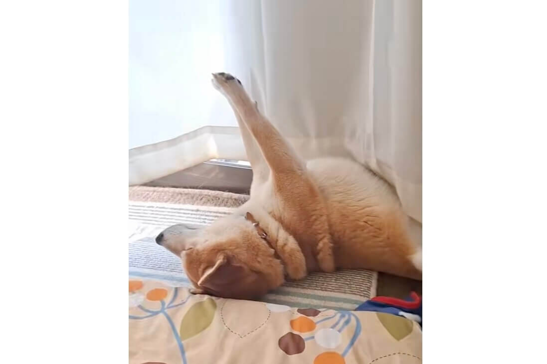 柴犬,動画
