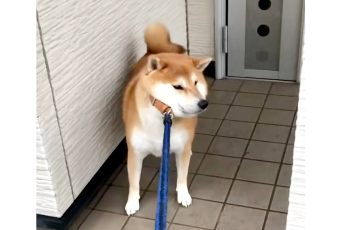柴犬,動画