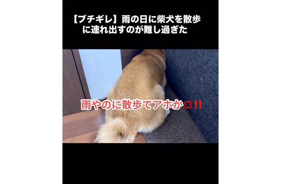 柴犬,動画