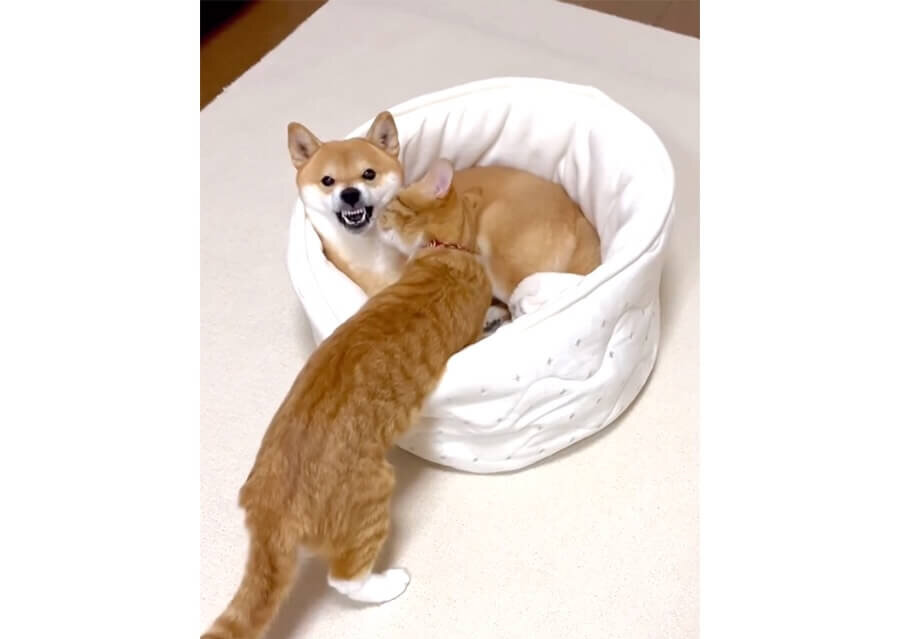 柴犬,動画