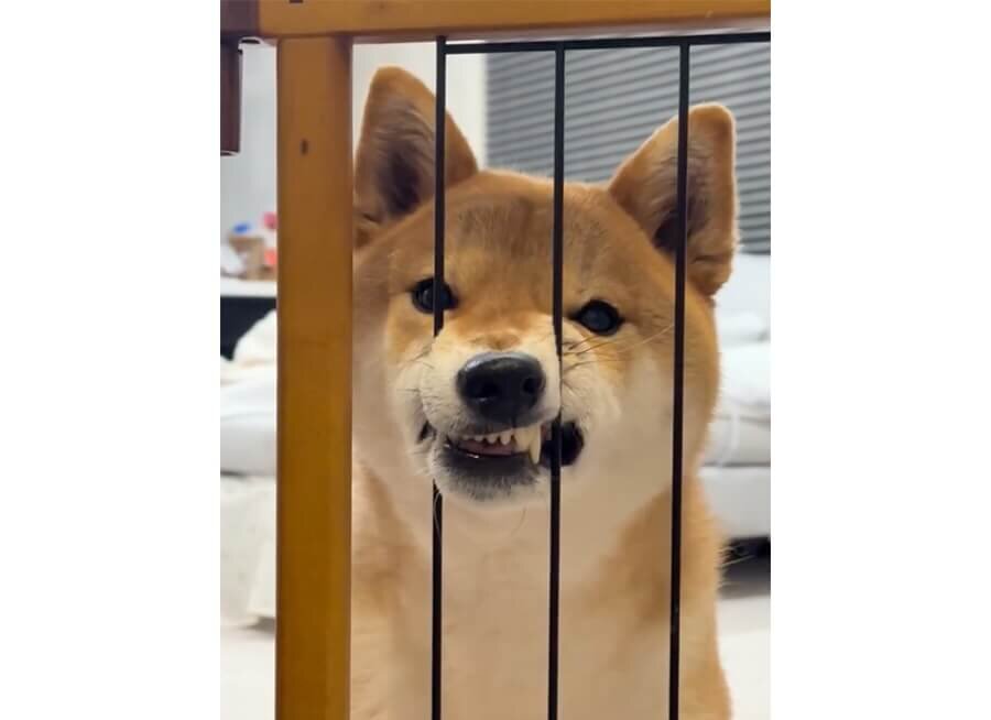 柴犬,動画