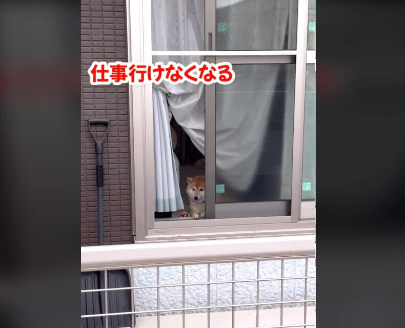 柴犬,動画