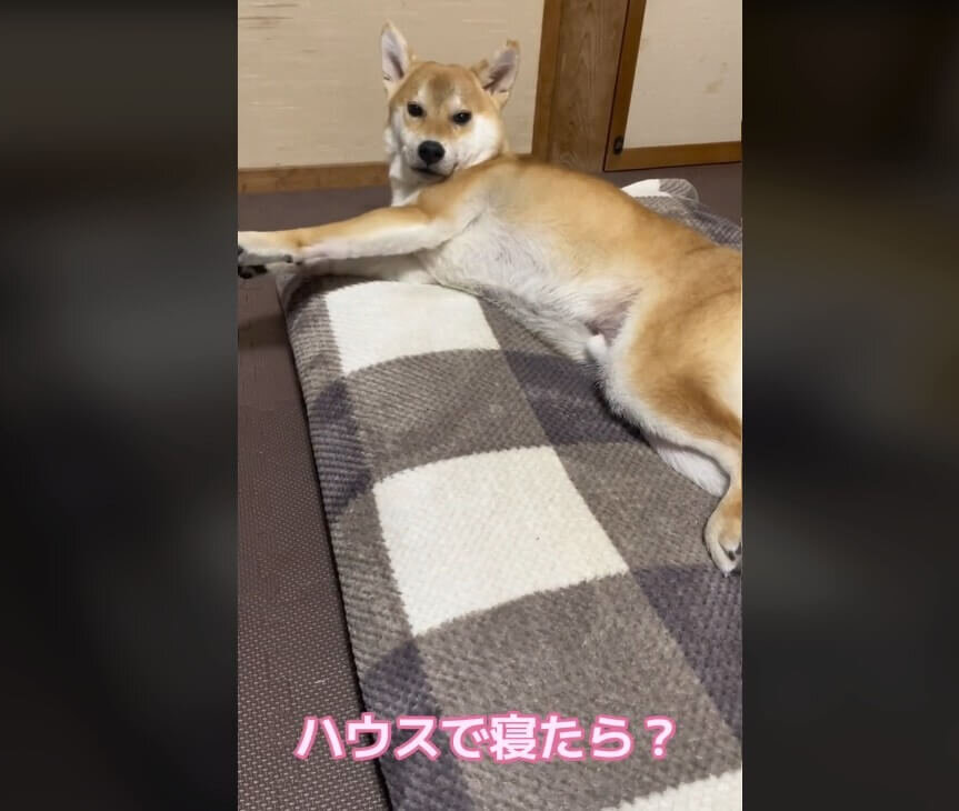 柴犬,動画