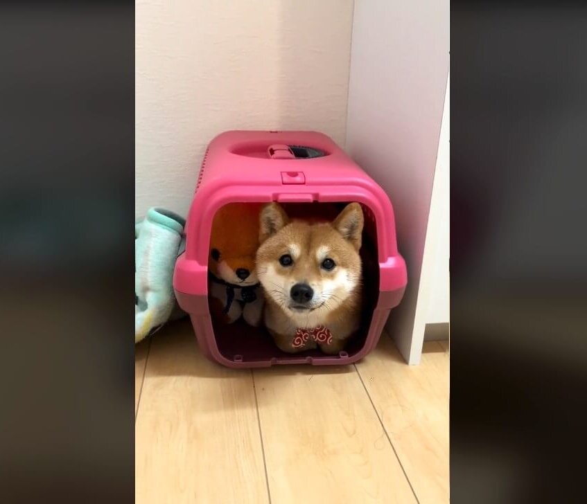 柴犬,動画