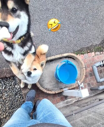 柴犬,動画