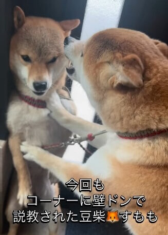 柴犬,動画