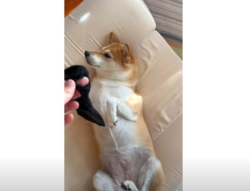 柴犬,動画