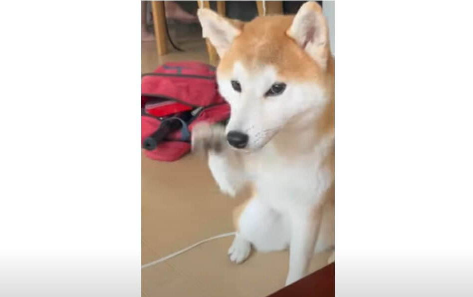 柴犬,動画