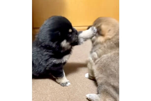 柴犬,動画