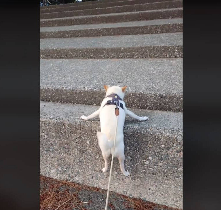 柴犬,動画