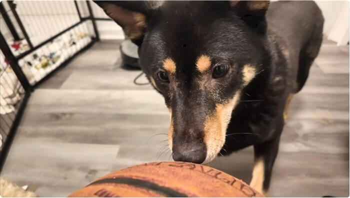 柴犬,動画