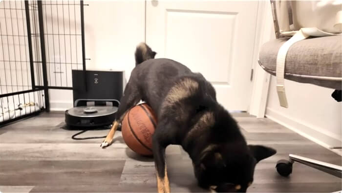 柴犬,動画