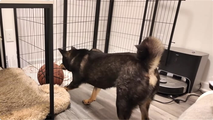 柴犬,動画
