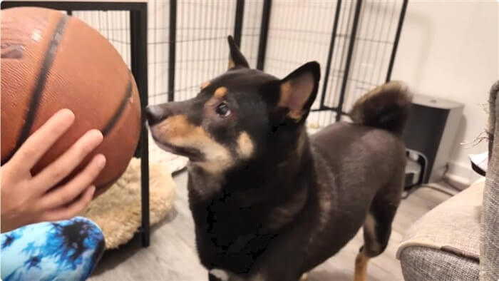柴犬,動画