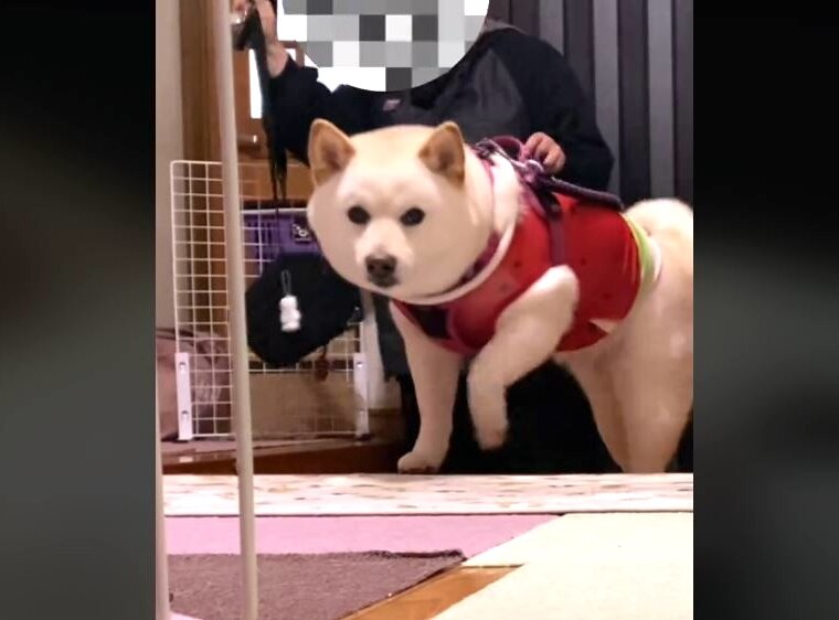 柴犬,動画