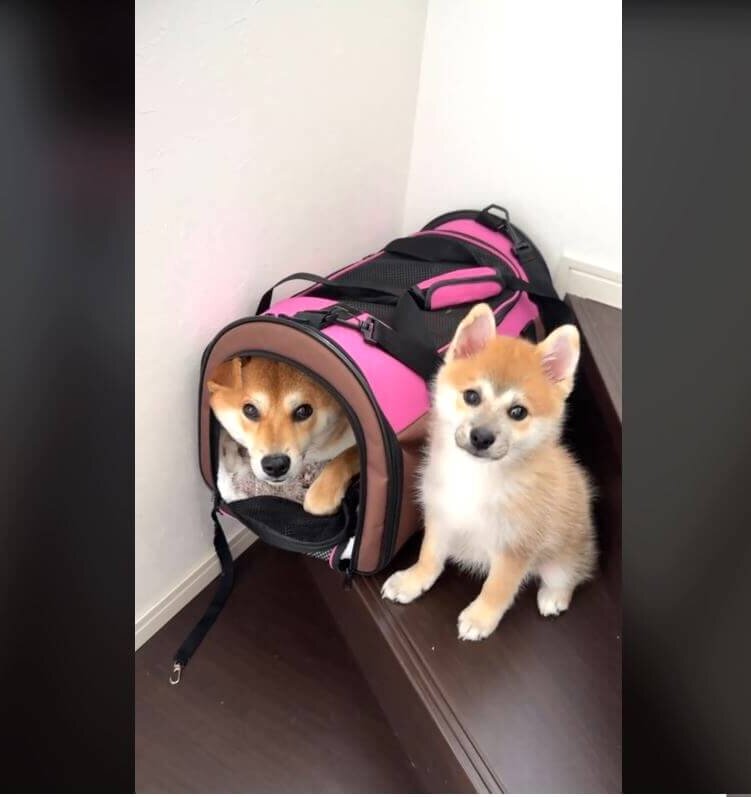 柴犬,動画