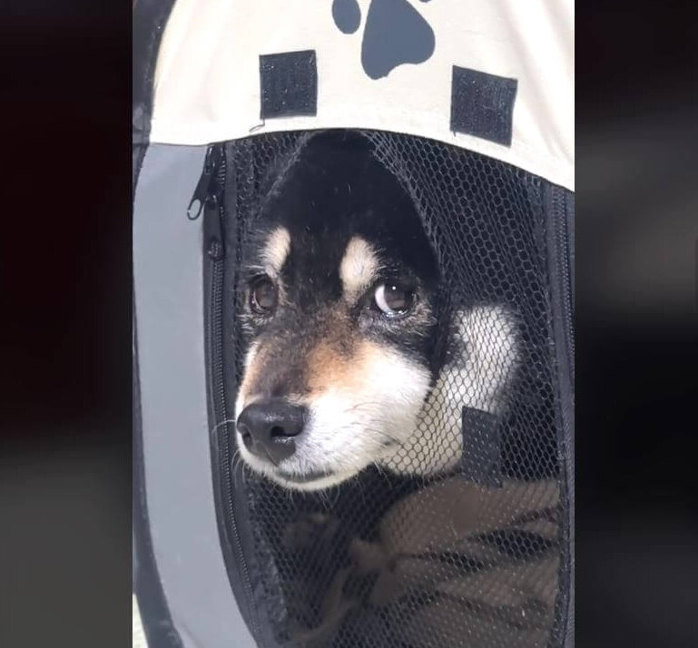 柴犬,動画