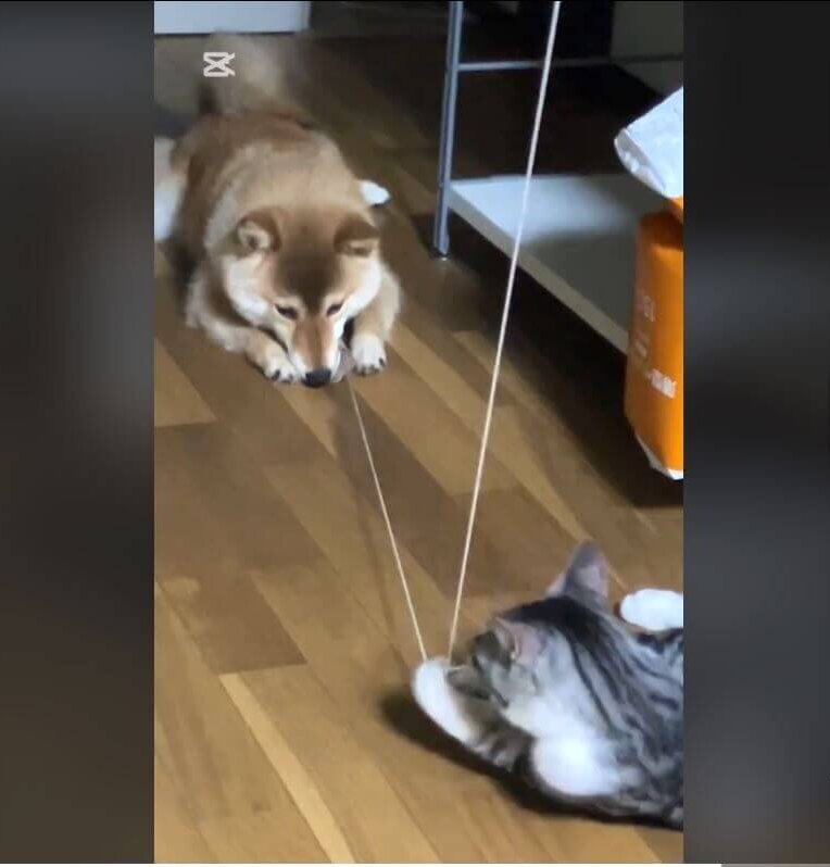 柴犬,動画