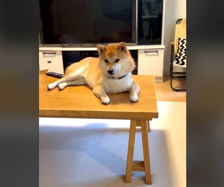 柴犬,動画