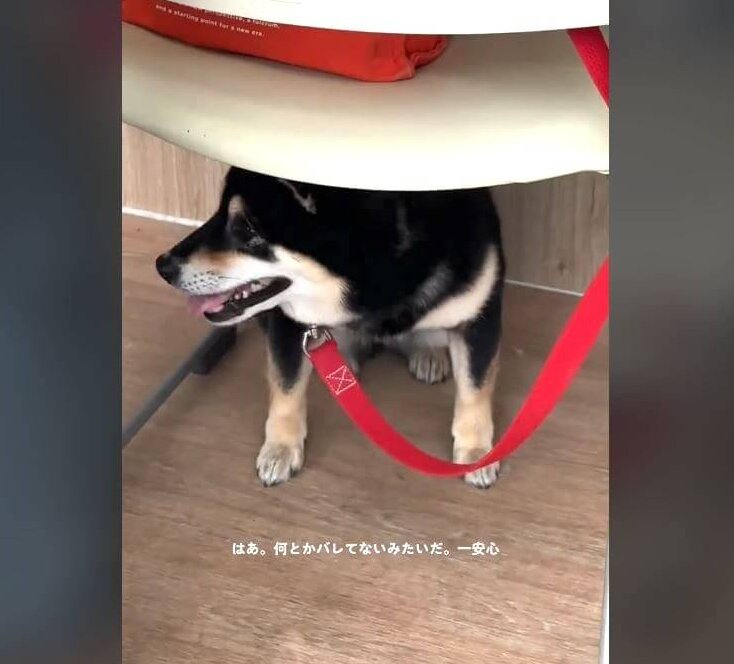 柴犬,動画