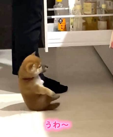 柴犬,動画