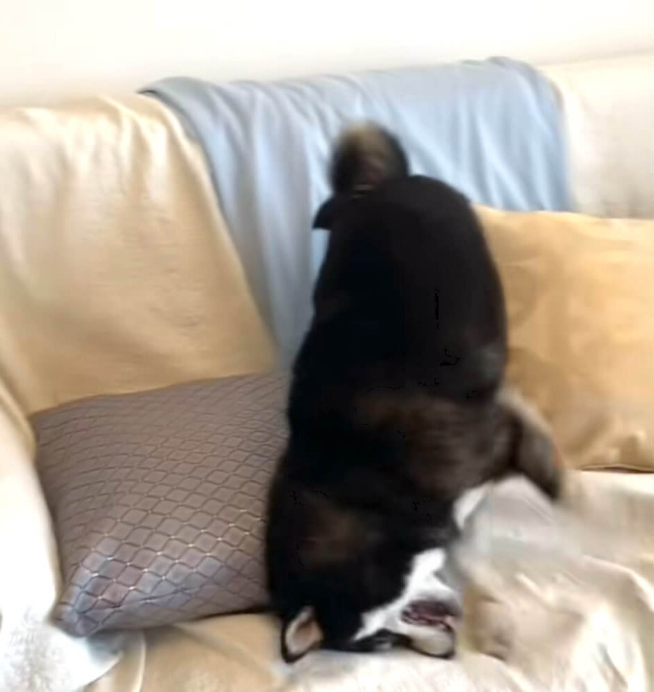 柴犬,動画