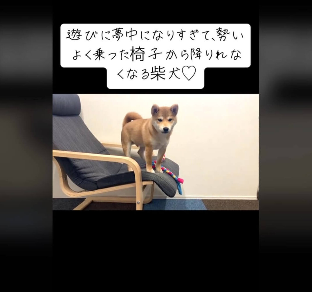 柴犬,動画