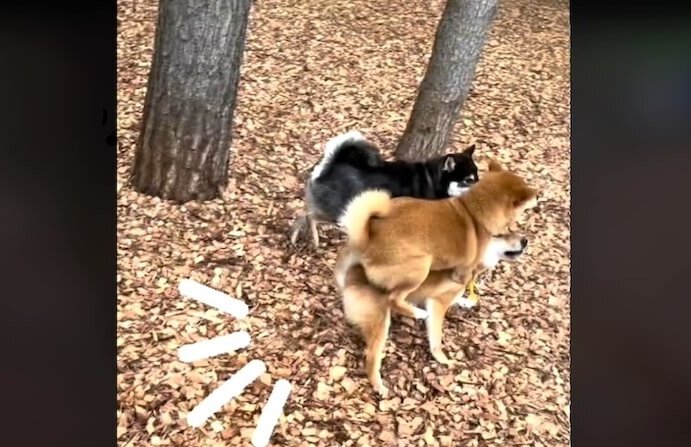 柴犬,動画