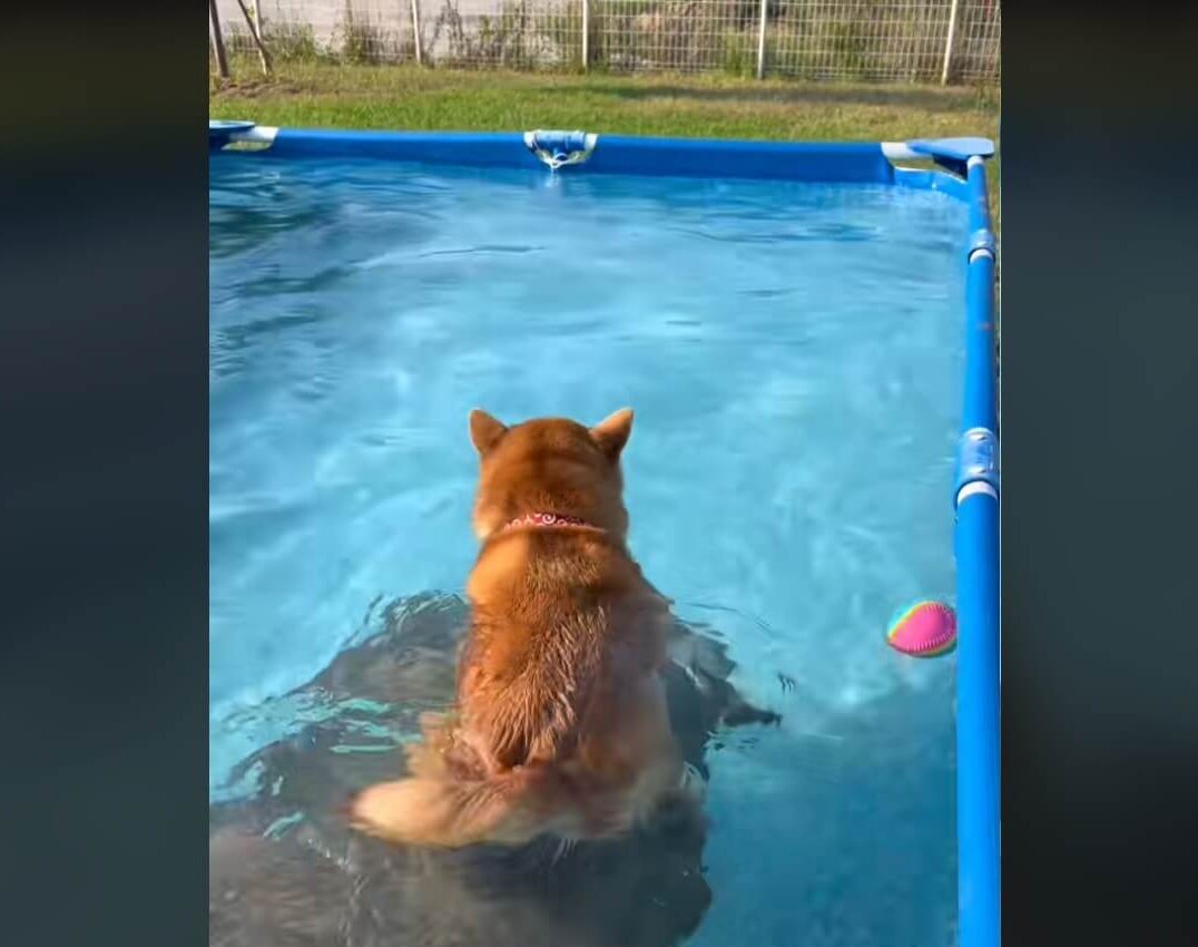 柴犬,動画
