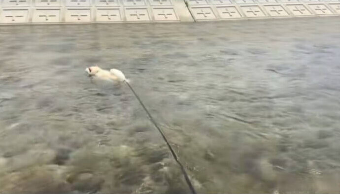 柴犬,動画