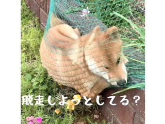 柴犬,動画