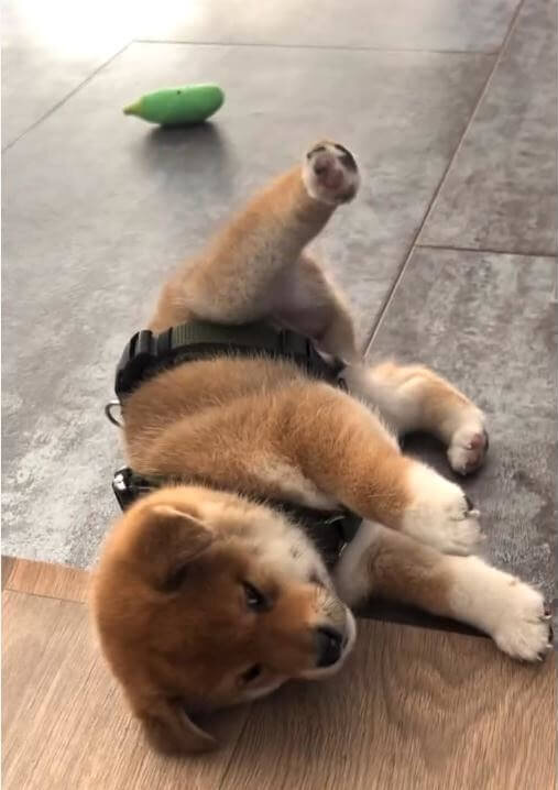 柴犬,動画