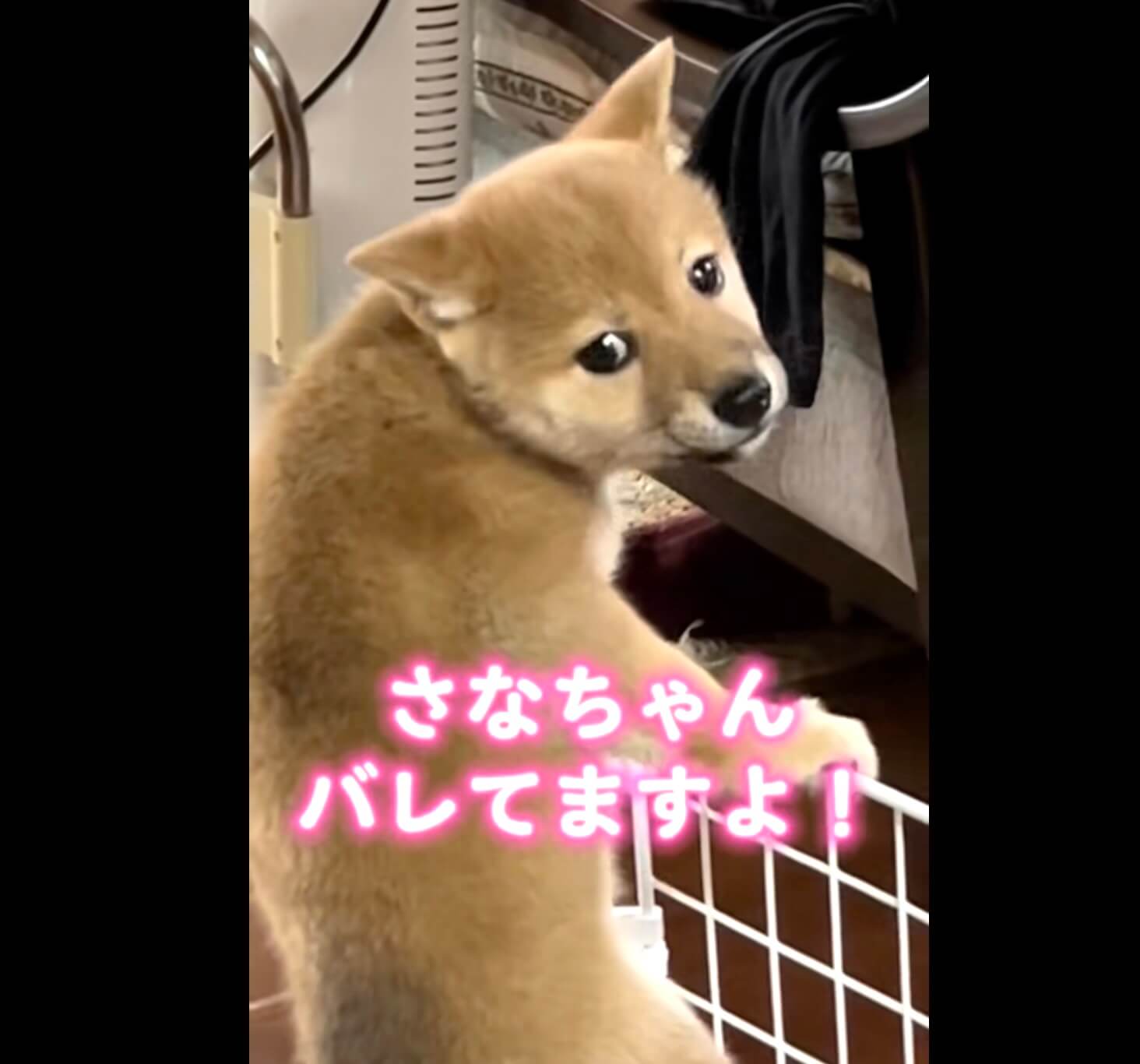 柴犬,動画