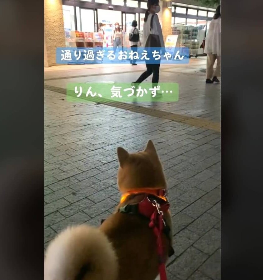 柴犬,動画