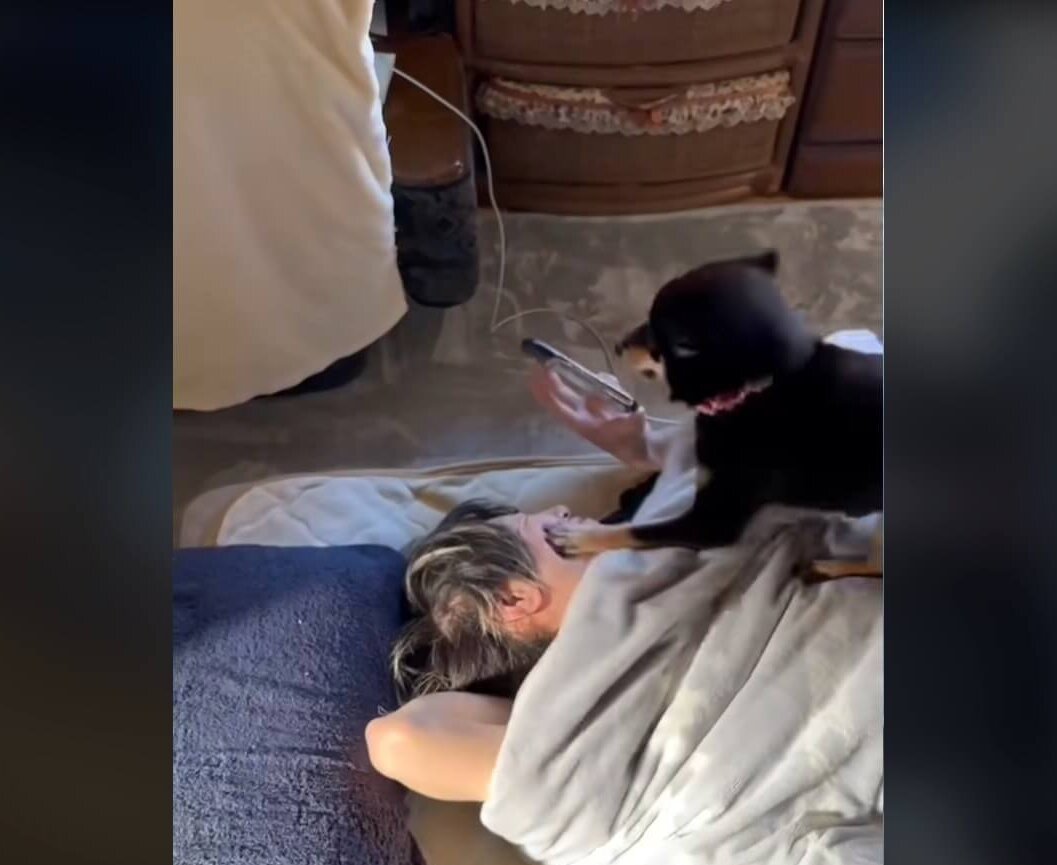 柴犬,動画