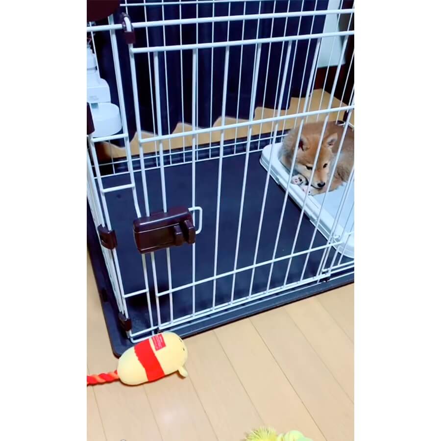柴犬,動画