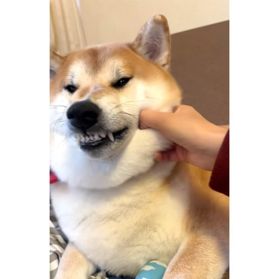 柴犬,動画