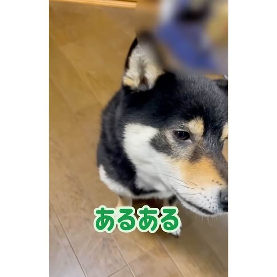 柴犬,動画