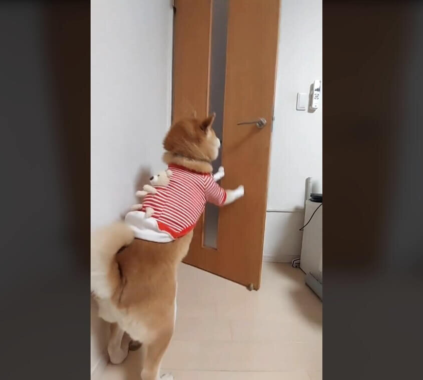 柴犬,動画