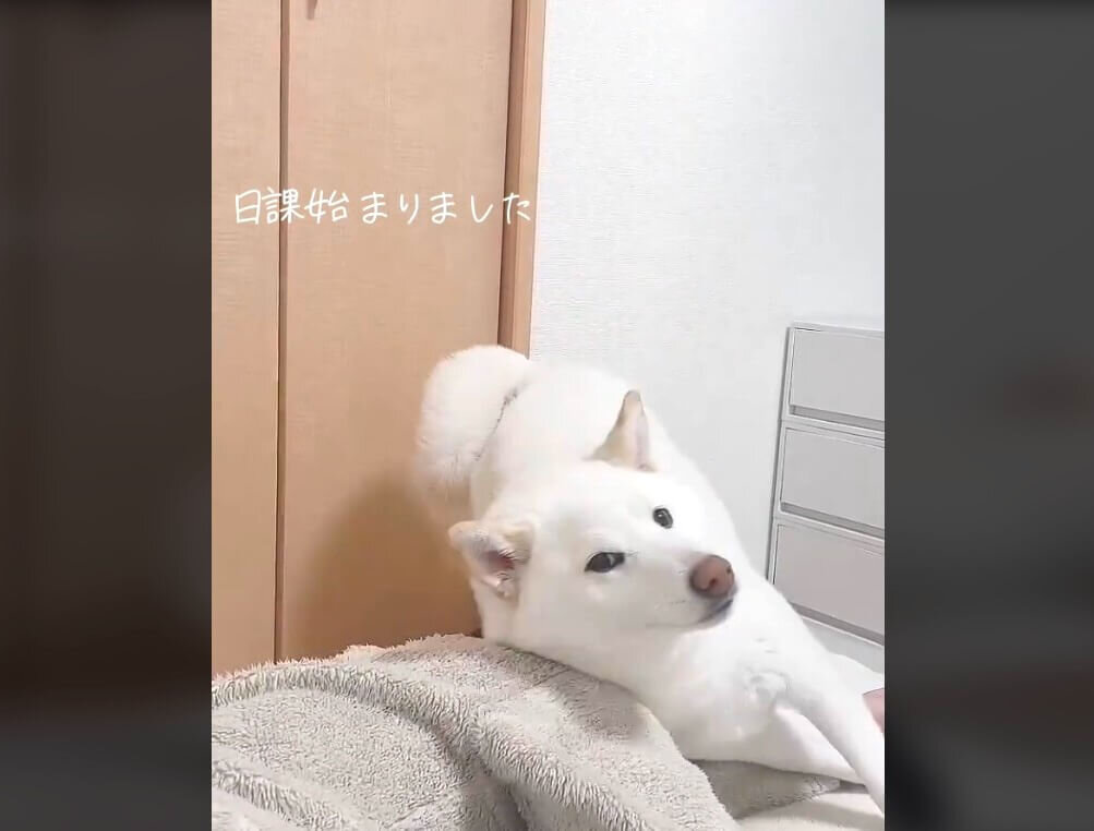 柴犬,動画