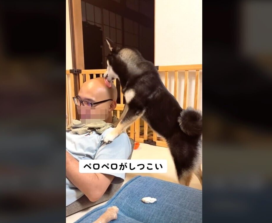 柴犬,動画
