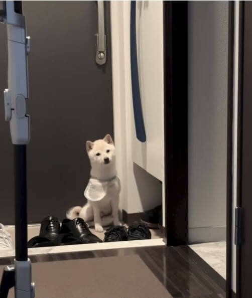 柴犬,動画