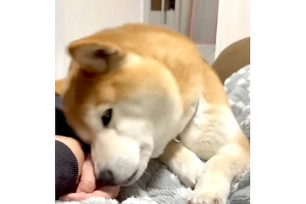 柴犬,動画