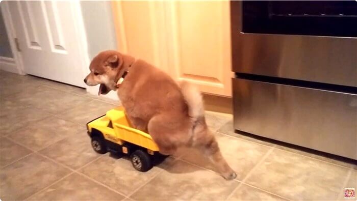 柴犬,動画