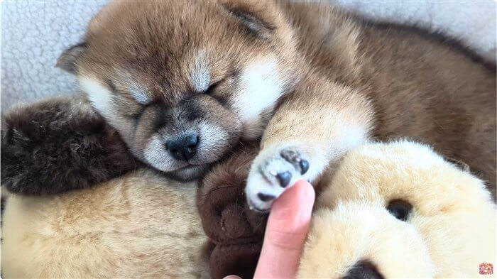 柴犬,動画