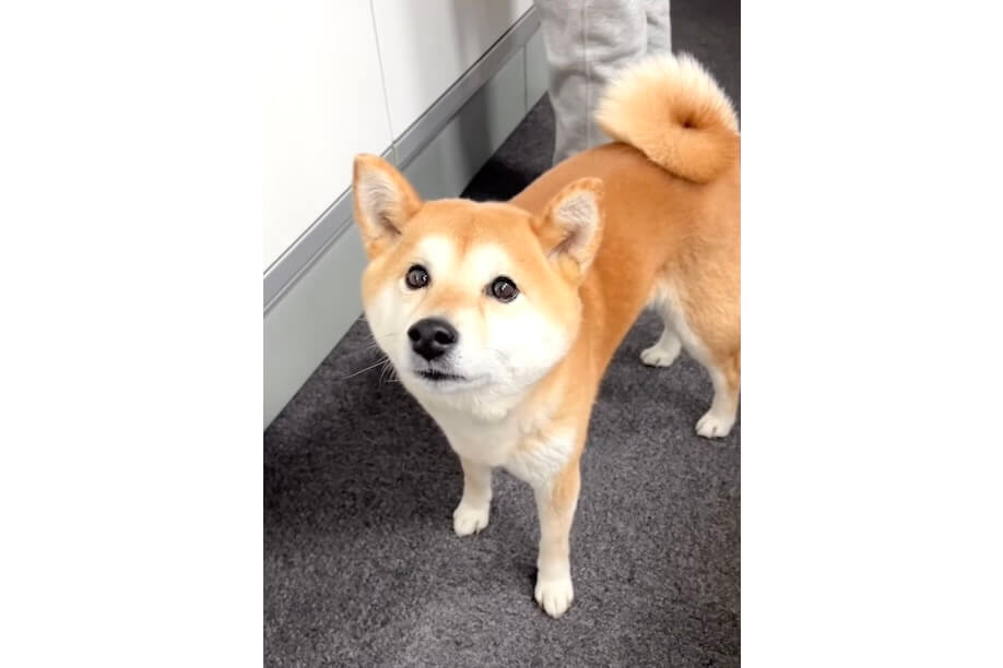 柴犬,動画