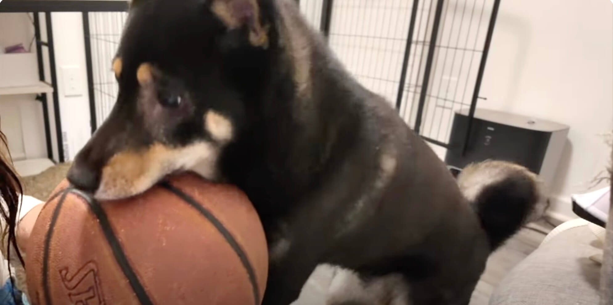 柴犬,動画