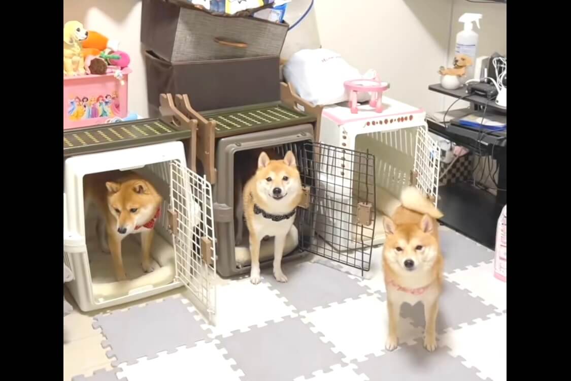 柴犬,動画