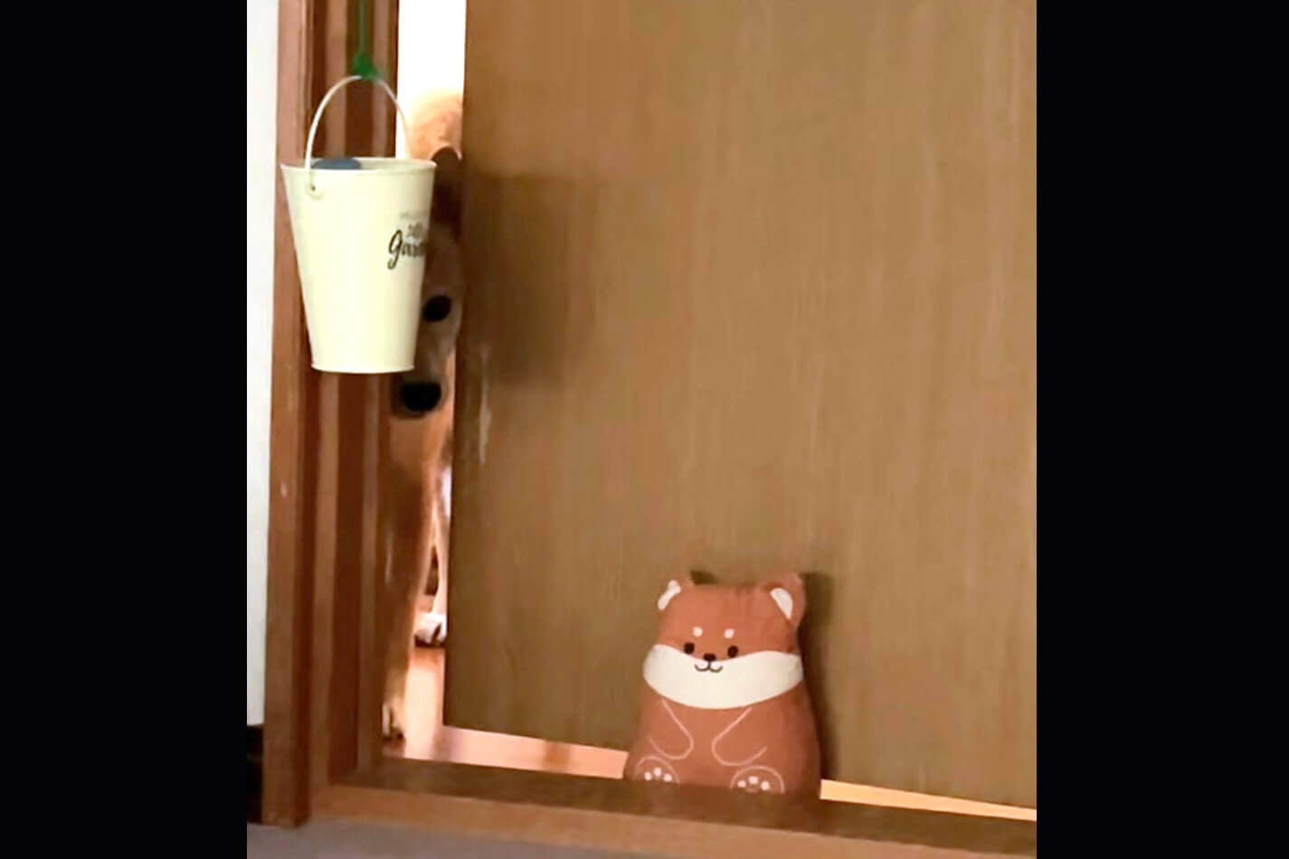 柴犬,動画