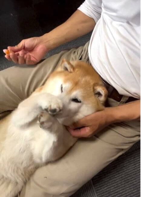 柴犬,動画
